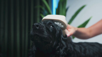 Pet Hair Dryer Dog Hair Blowing Artifact Hot Air Comb Dog Hair Pulling Integrated Hair Dryer Blowing Hair Comb Dog Supplies